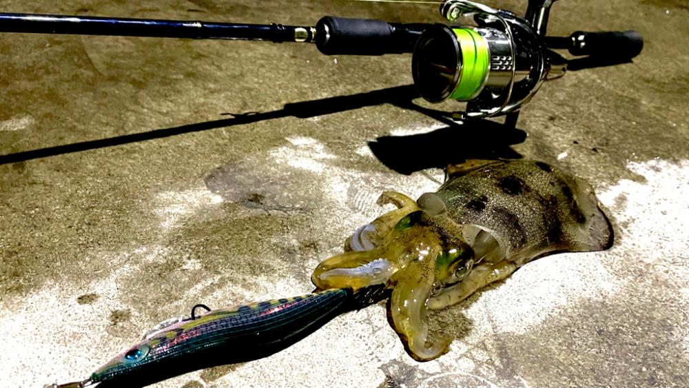 秋イカ順調に育ってます