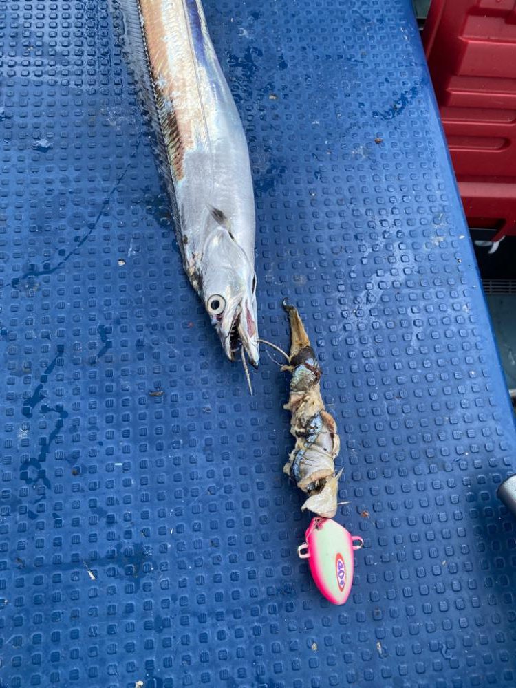 太刀魚　純栄丸