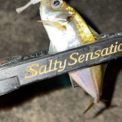 豆アジング修行