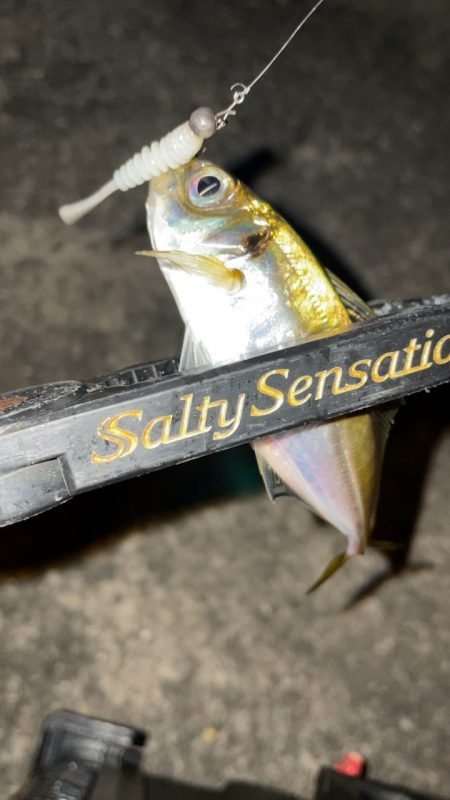 豆アジング修行