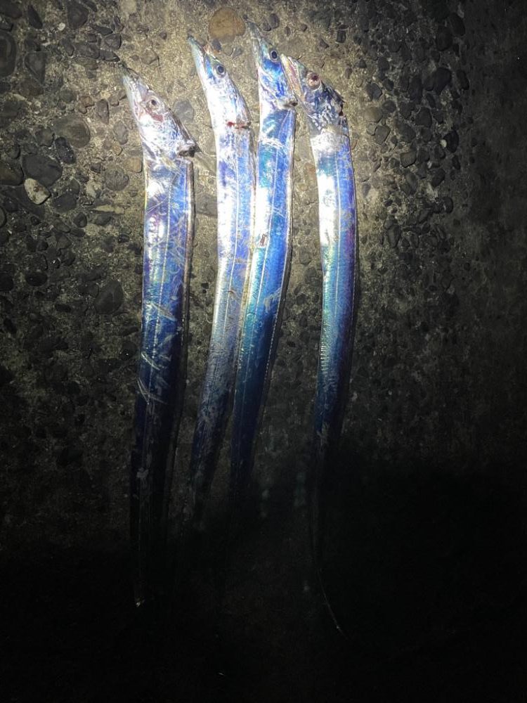 雨上がり深夜の釣り