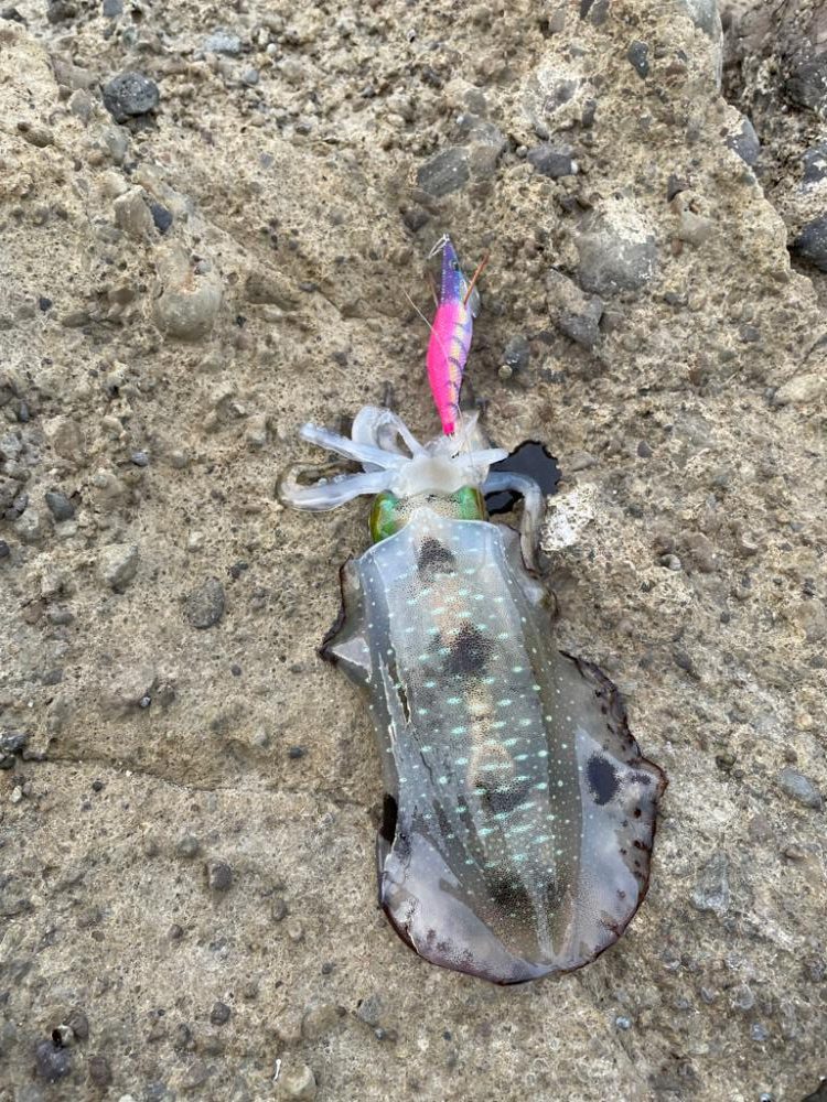 好調！日本海エギング