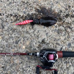 【エギング】ベイトフィネスエギング