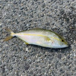 今年はじめてのサゴシ