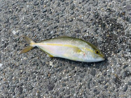 今年はじめてのサゴシ