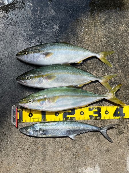 大阪湾　青物開幕