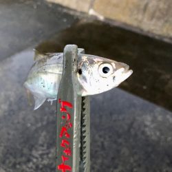 お久しアジング！