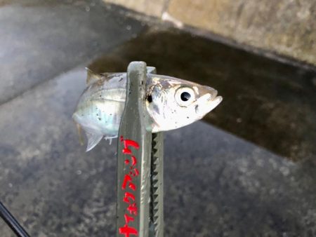 お久しアジング！