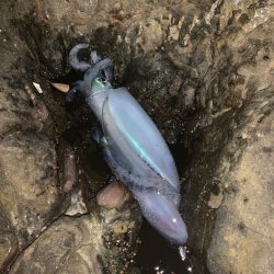 朝マズメエギング