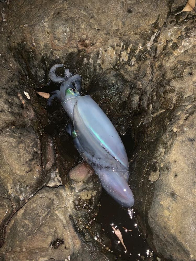 朝マズメエギング