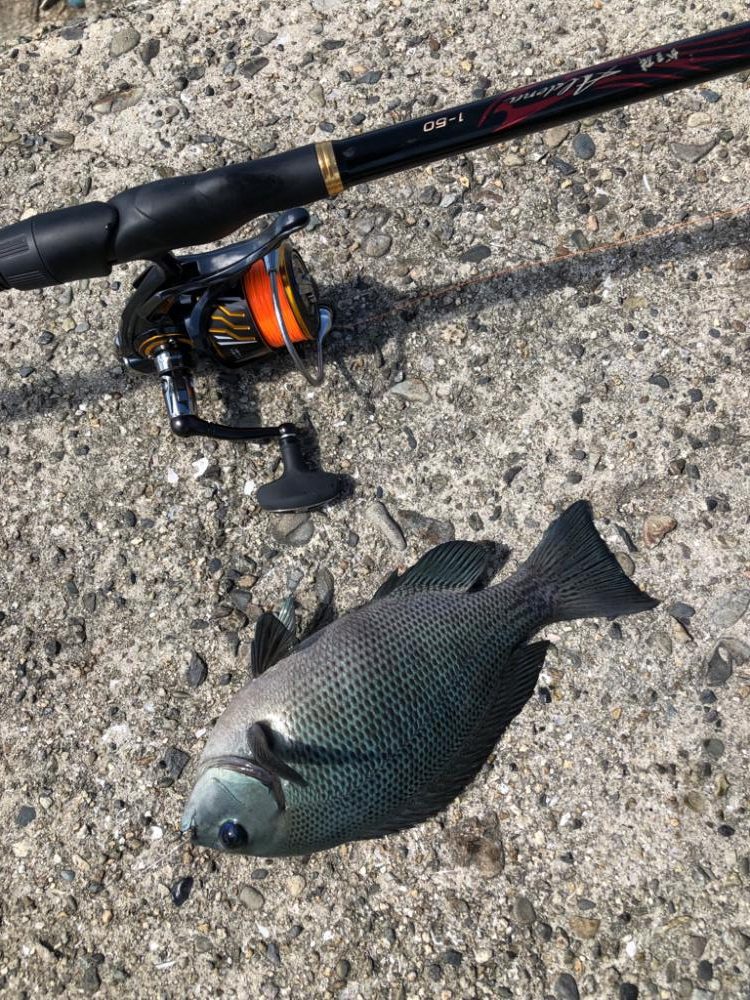 波止フカセ釣り