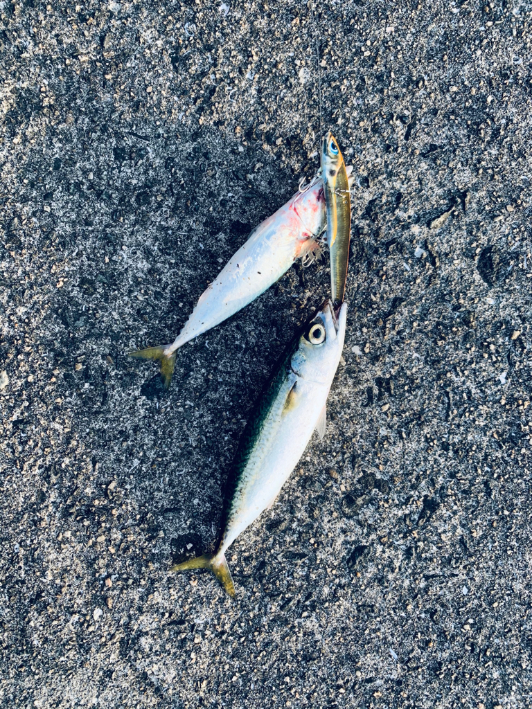 サバ祭りでした。