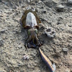 待ちに待ったエギング、ポイント探し。