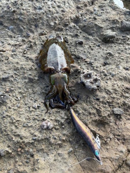 待ちに待ったエギング、ポイント探し。