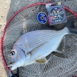 のんびりチヌ釣り❗️