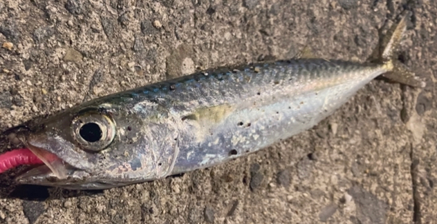 イカバラシ後サ