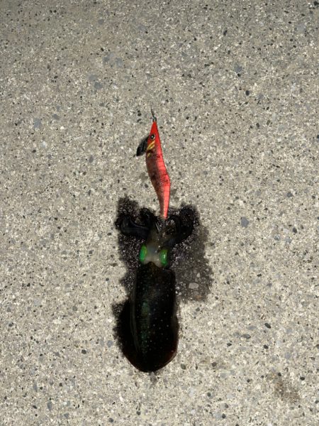 常夜灯なしエリアでの釣行