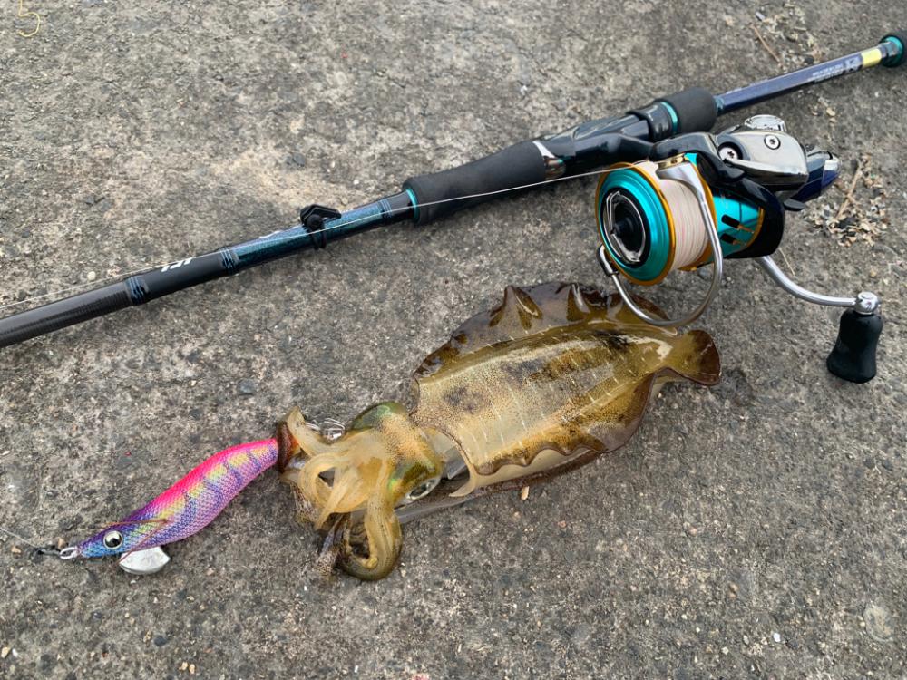 毎日通えば報われる日も…あった！！初物にしてはいいサイズすぎるアオリイカ