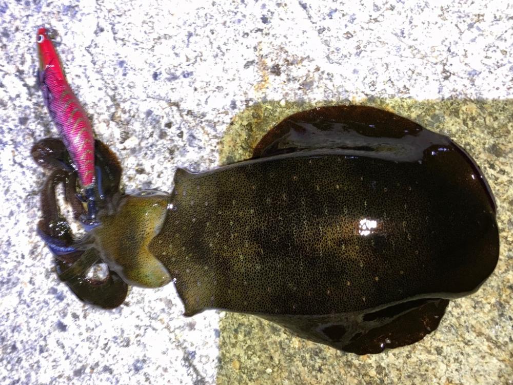 神明エギング好調です