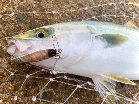 岸和田一文字6時台のハマチの鬼ラッシュ