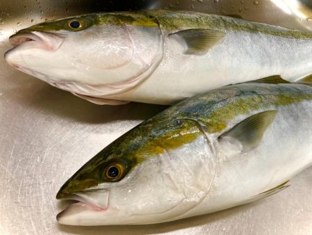 巻いて巻いて巻きまくれにゃー！