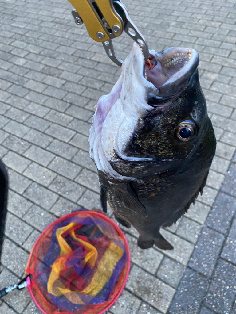 ヘチってきました