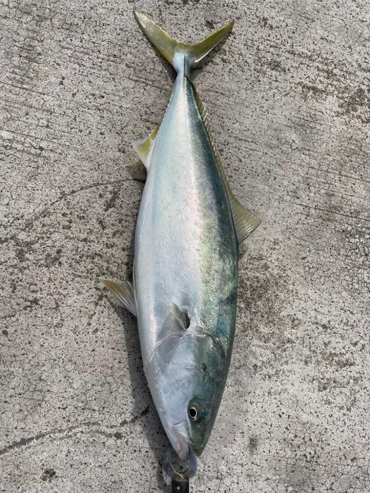 ショアジギング