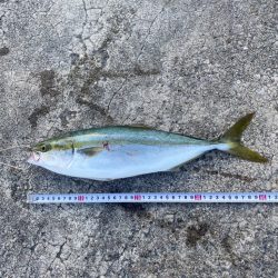 今日は青物好調だった模様