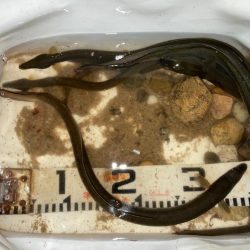 久々ちょい投げ