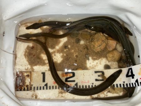 久々ちょい投げ