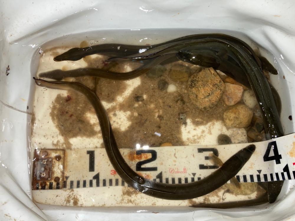 久々ちょい投げ