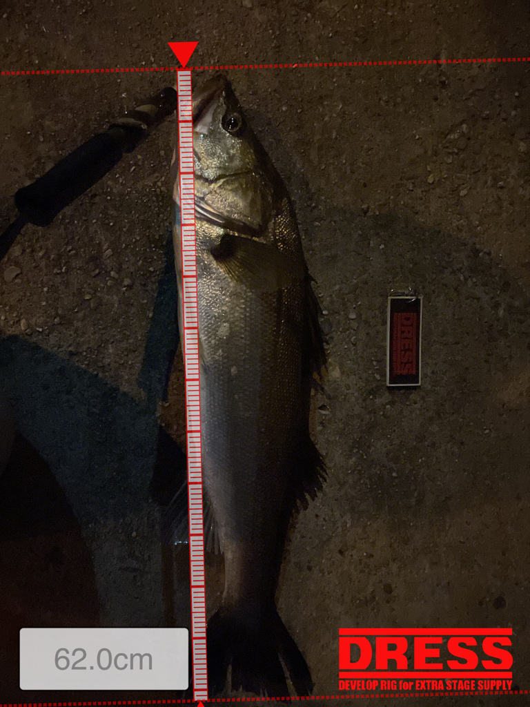 三か月ぶりのシーバス