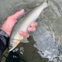 大鮎釣り
