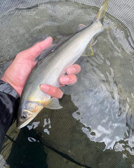 大鮎釣り