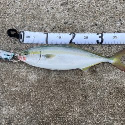 まだ小さいツバス！