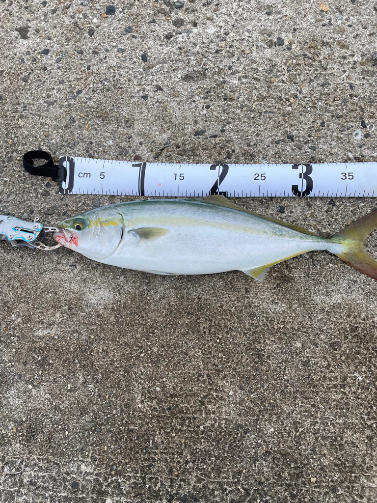 まだ小さいツバス！