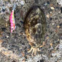 夕まずめチャレンジ