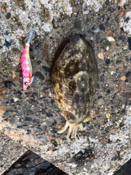 夕まずめチャレンジ