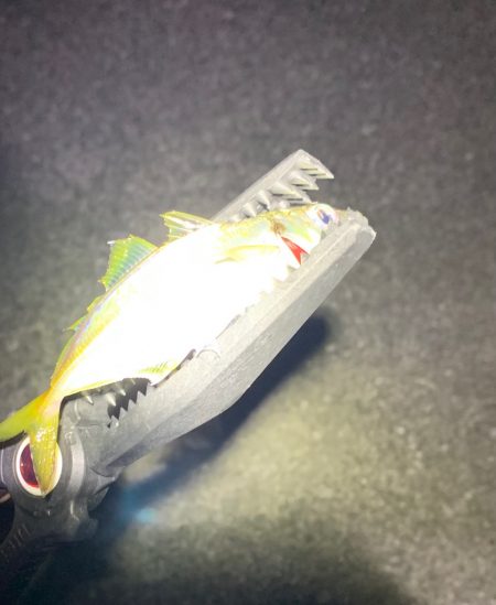 世にも奇妙なアジング