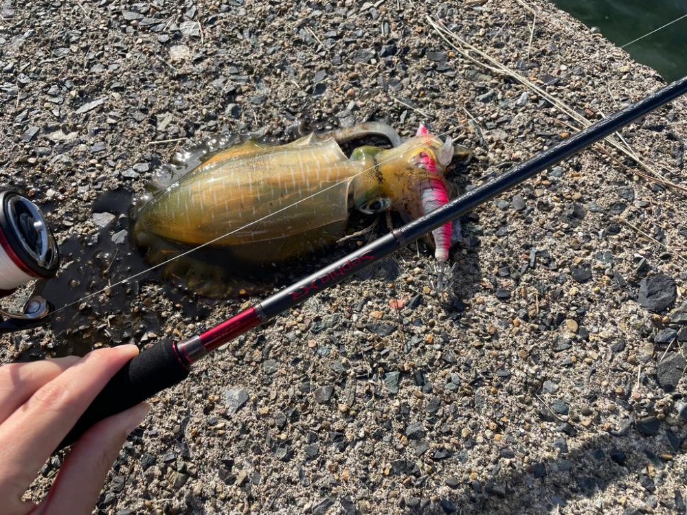 短時間エギング