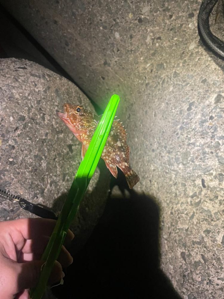 ワームカラーが合った日