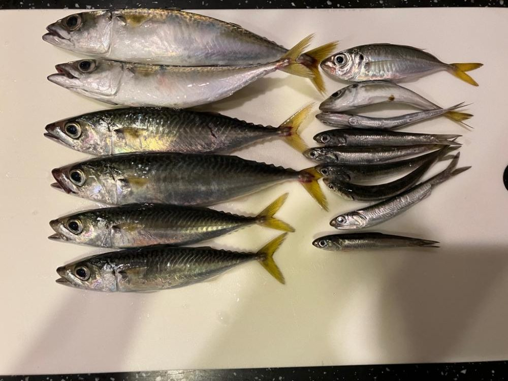 大阪 シーサイドコスモ サビキとメタルジグ