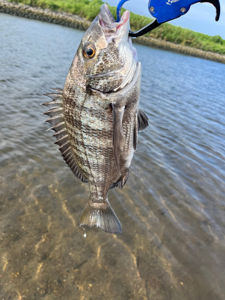 君も立派なフィッシュイーター。