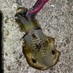 エギングシーズン突入