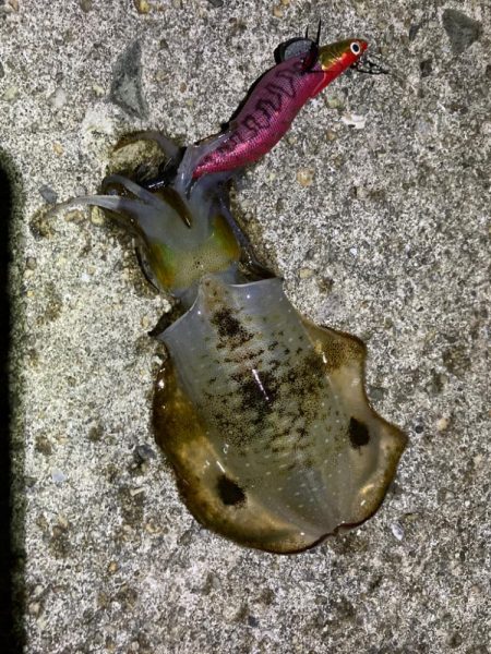 エギングシーズン突入