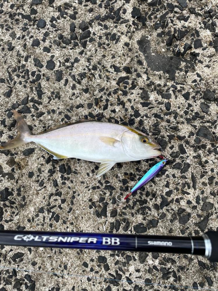 ライトショアジギング