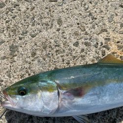 初の複数安打！