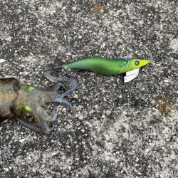 朝まずめ釣行!!