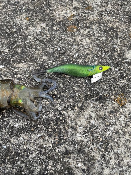 朝まずめ釣行!!