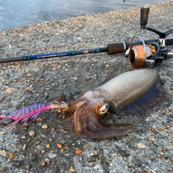 今年は成長早め？